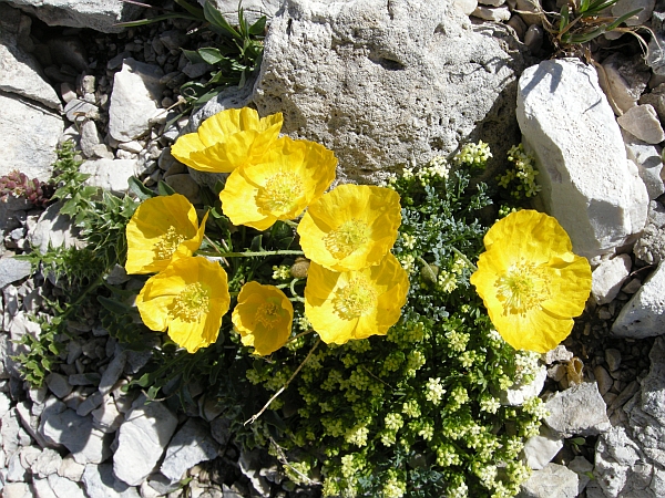 Papaver alpinum / Papavero alpino